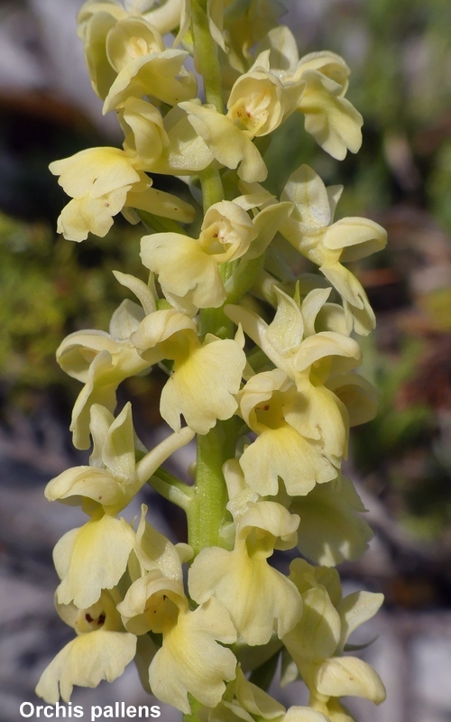 Una giornata tra le orchidee da Villetta Barrea a Scanno - 16 giugno 2021